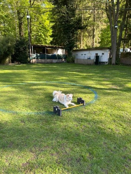 Ein Hund beim Obedience Seminar vor einem Dog Stepper