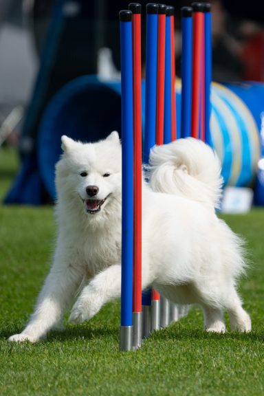 Ein weißer Samojede springt spielerisch durch einen Agility-Parcours.