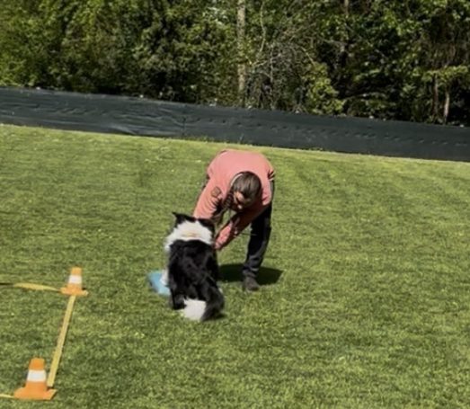 Ein Hund und eine Person üben auf einer grünen Wiese mit Hindernissen.
