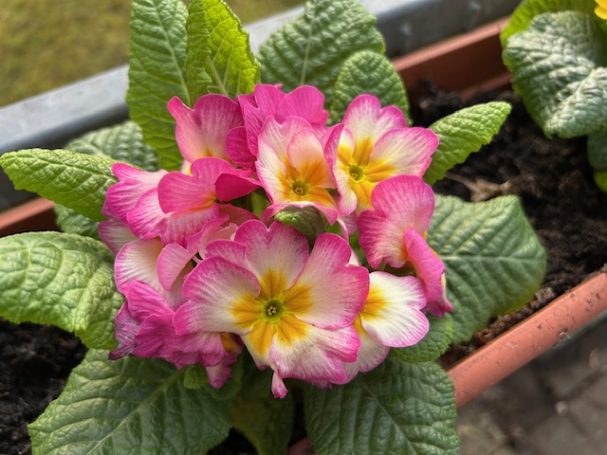 Bunte Primeln mit rosa und gelben Blüten in einem Blumenkasten.
