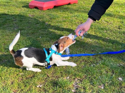 Ein kleiner Beagle mit blauem Geschirr zieht an der Leine und blickt nach oben.