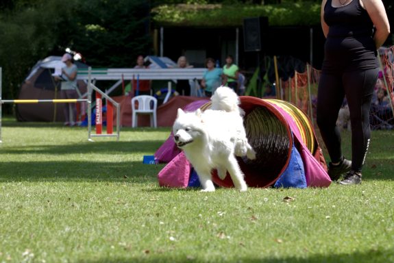 Ein weißer Hund springt aus einem Tunnel auf einem Agility-Parcours im Freien.