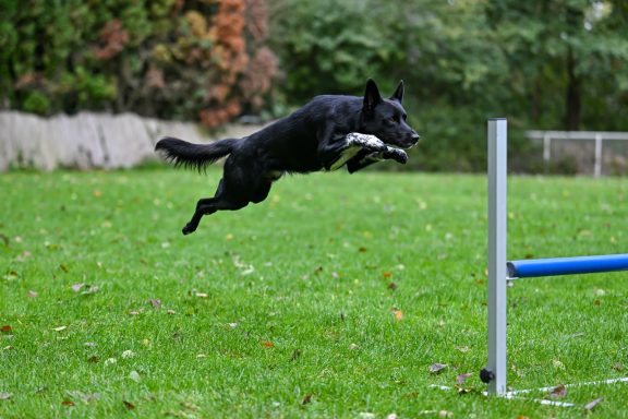 Schwarzer Hund springt über einen Hindernisstab auf einer grünen Wiese.