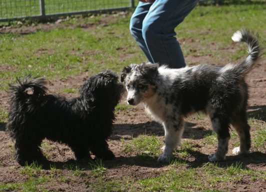 Zwei Hunde, einer schwarz und lockig, der andere grau-weiß und kurzhaarig, spielen miteinander.