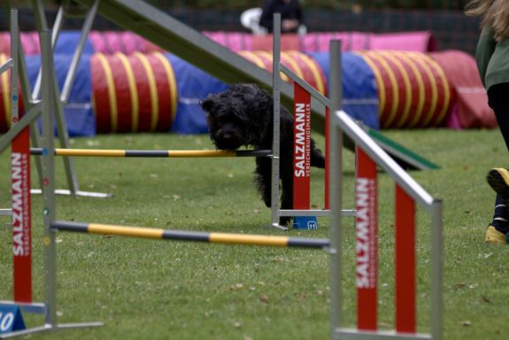 Schwarzer Hund springt über Agility-Hindernis auf einem grünen Feld.