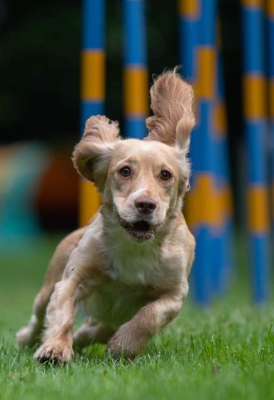 Ein laufender Hund mit langen Ohren in einem Agility-Parcours.