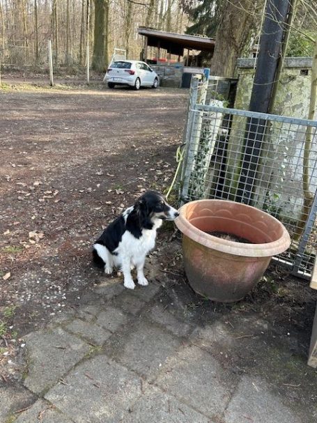 Ein schwarzer und weißer Hund sitzt neben einem großen Blumentopf im Freien.