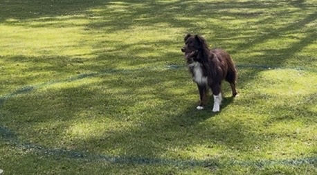 Ein brauner Hund steht im Kreis für die Box