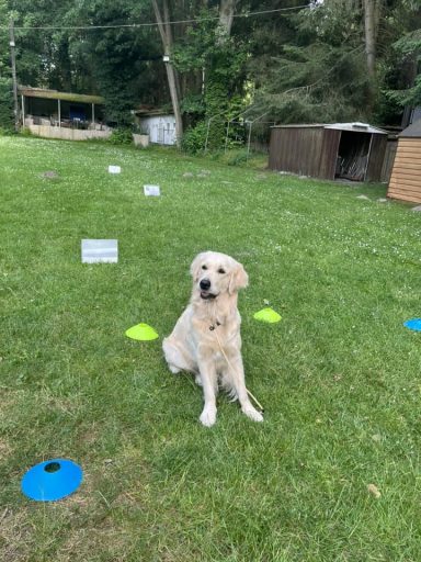 Ein Golden Retriever sitzt auf grünem Rasen zwischen bunten Markierungshütchen.