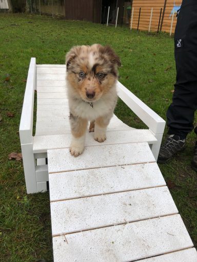 Ein Welpe läuft über eine kleine Holzrampe auf einer Wiese.