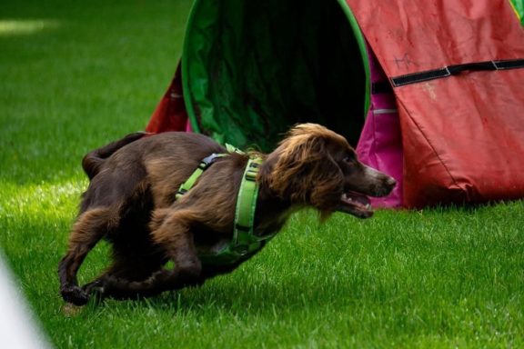 Ein brauner Hund springt energisch durch einen Tunnel auf grünem Gras.