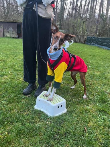 Ein Hund in einem bunten Pullover steht auf einer Plattform neben einem Menschen.