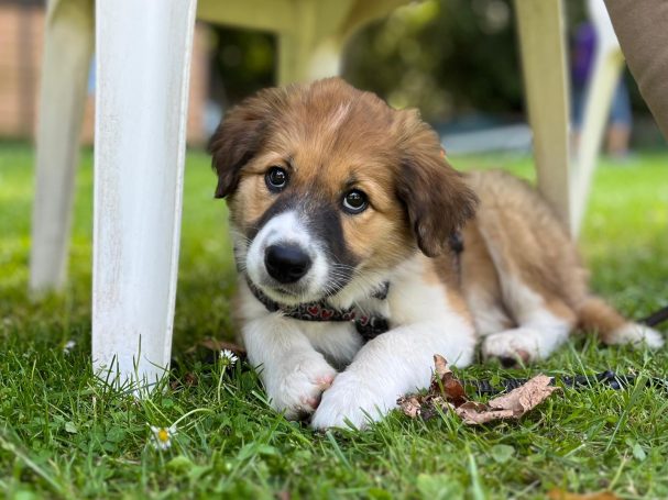 Border Collie Welpe