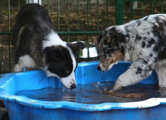 Zwei Hunde spielen in einem blauen Wassertrog.