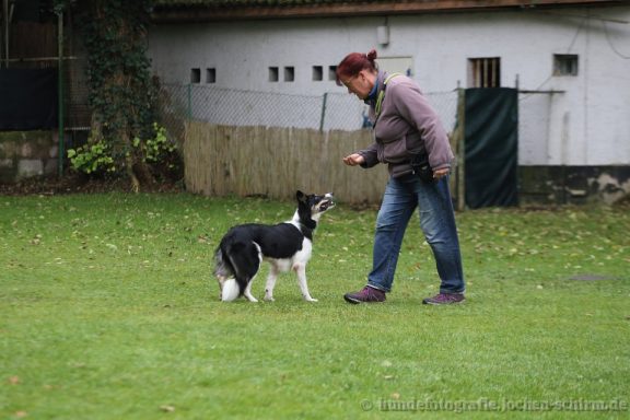 Frau spielt mit einem schwarzen und weißen Hund auf einer grünen Wiese.