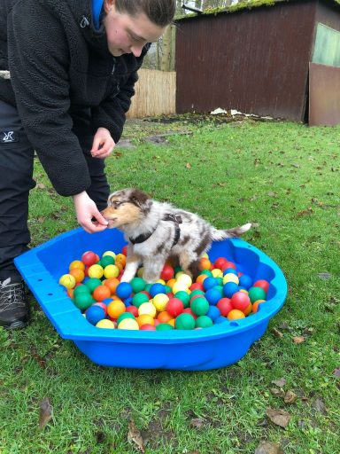 Ein Hund steht in einem Behälter voller bunter Bälle, während eine Person ihn füttert.