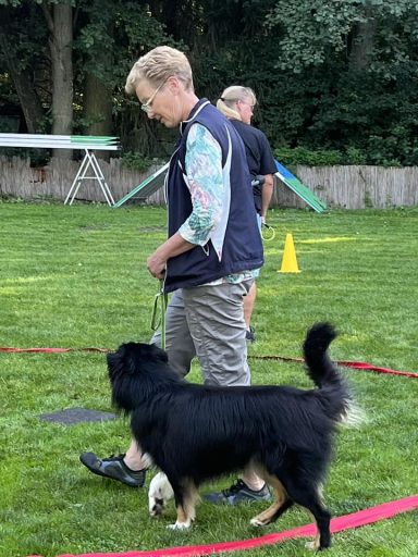 Eine Person führt einen Hund auf einem Rasenplatz in einer Trainingsumgebung.