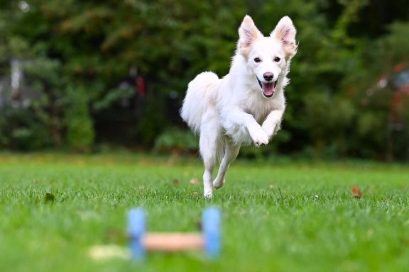 Ein fröhlicher weißer Hund läuft auf einer grünen Wiese zu einem Spielzeug.