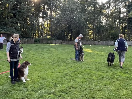 Hundehalter üben mit ihren Hunden auf einer Wiese in sonniger Umgebung.