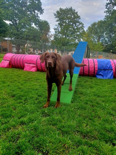 Brauner Hund läuft auf planken Hindernissen in einem Spielplatz für Hunde.