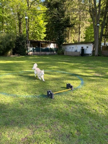 Ein Hund beim Obedience Seminar vor einem Dog Stepper