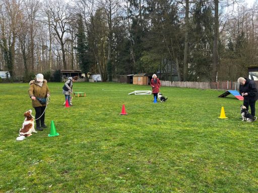 Hundeausbildung im Freien mit Hunden und Menschen zwischen bunten Pylonen auf einer Wiese.