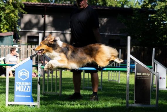 Ein Hund springt über ein Hindernis in einem Agility-Wettbewerb.