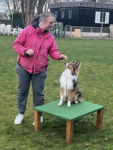 Frau mit pinker Jacke trainiert einen Collie auf einer Holzplattform im Freien.