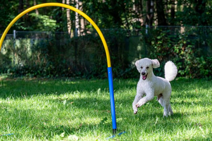 Ein fröhlicher Hund springt durch einen Hoop auf der Wiese.