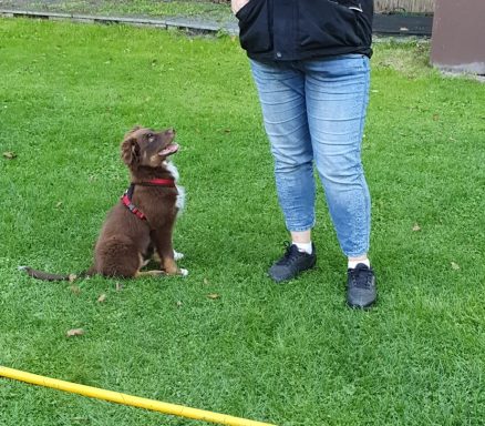 Brauner Hund sitzt auf grünem Gras neben einer Person in Jeans und schwarzen Schuhen.