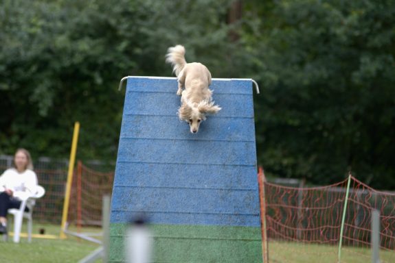 Hund springt von einer schrägen Fläche auf einem Agility-Parcours.