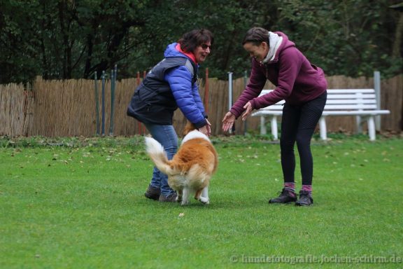 Zwei Personen spielen mit einem Hund auf einer grünen Wiese.