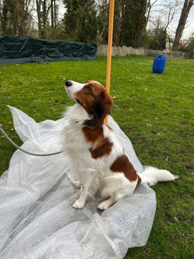 Ein braun-weißer Hund sitzt auf einer Plane in einem grünen Garten.