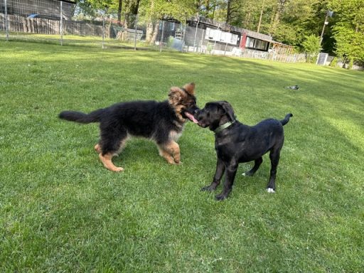 Zwei Welpen, ein deutscher Schäferhund und ein Cane Corso, spielen auf einer Wiese.